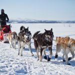 working-snow-winter-running-dog-vehicle-865773-pxhere.com